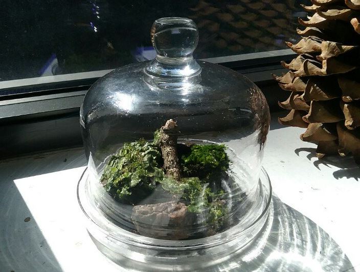 terrarium